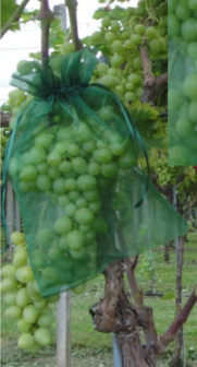 Druivenbeschermingsnetjes