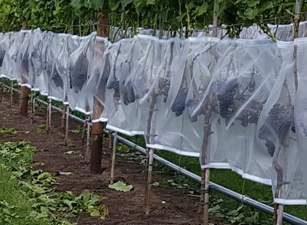 Drosophila suzukii net met klittenband