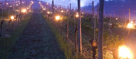 Vuurpot Vineyard