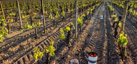 Vuurpot Vineyard