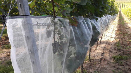 Drosophila suzukii net met klittenband
