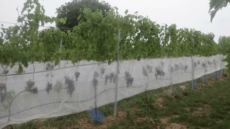Drosophila suzukii net met klittenband