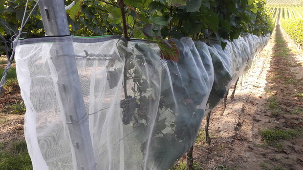 Drosophila suzukii net met klittenband