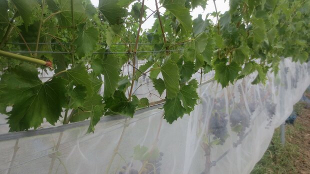 Drosophila suzukii net met klittenband